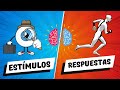 Comprensión de Estímulos y Respuestas