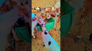 #mr muneeb #cow #farming #automobile #dairyfarm #bull #shortvideo #viralvideo #share #viral #yt