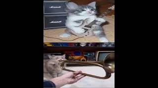 cat music #cat #memes #music