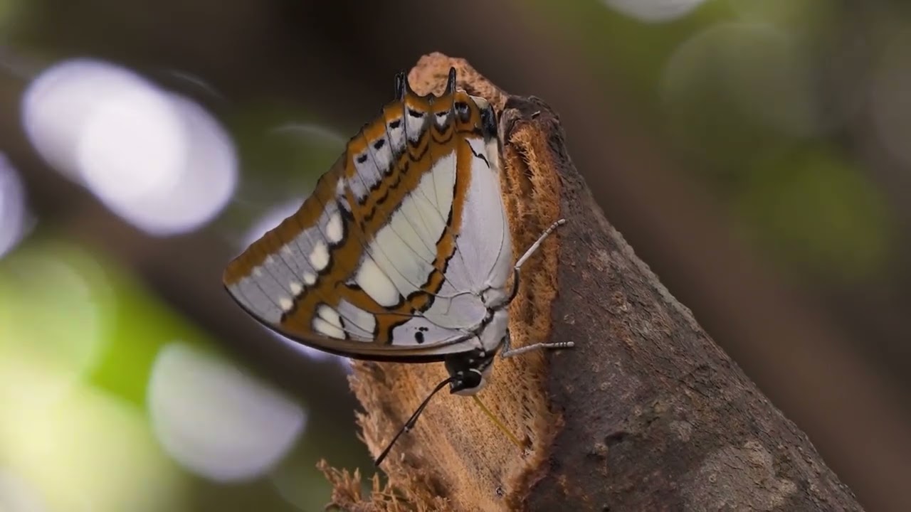 奄美フタオチョウ♂♀ 樹液系 フタオチョウ Moon butterfly 奄美大島 - YouTube