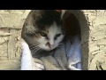 build a low cost HEATED cat house (lightbulb)