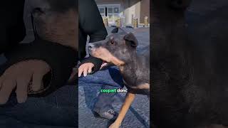 Voici Pourquoi On Coupe Les Oreilles Aux Chiens