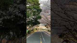 فصل الربيع في كوريا الجنوبية ?? ازهار الساكورا 