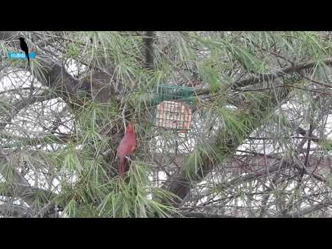 Northern Cardinal Battles the Suet Feeder in a Rainstorm