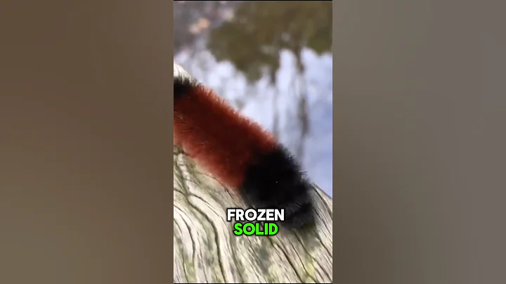 This INSECT can SURVIVE being FROZEN🤯 #facts #animalfacts