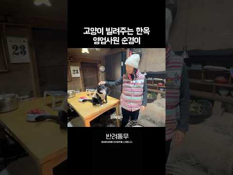 상위 10%개냥이가 있는 한옥 민박