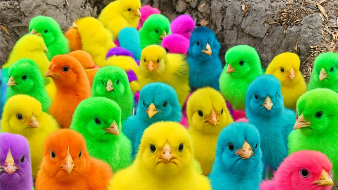 Ayam Lucu, ayam warna warni, ayam rainbow, kelinci lucu, bebek lucu, ikan koi, Hewan Lucu