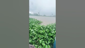 Câu cá diếc trên sông vàm cỏ .