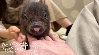 そうすけ - pignic cafe のマイクロブタ