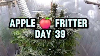 S3:E22 - TPC: Apple 🍎 Fritter Day 39 Flower