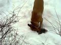Christmas Squirrel