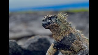 GALAPAGOS EXPEDITION, National Geographic, Endeavour II