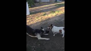 Vicious dog fight..