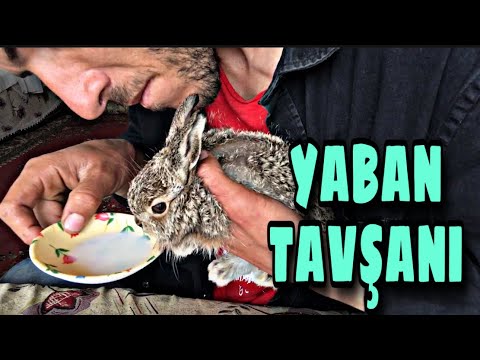 Video: Yabani Tavşan Nasıl Evcilleştirilir: 12 Adım (Resimlerle)