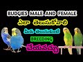 BUDGIES male and female ఎలా తెలుసుకోవాలి మీరు తెలుసుకుంటే breeding చేయవచ్చు