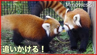 Red Panda cub お母さんに追いつくとアタック！赤ちゃんレッサーパンダ