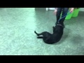 Video of adoptable pet named SMILEY-OBEDIENCE TRAINED Video of adoptable pet named SMILEY-OBEDIENCE TRAINED
