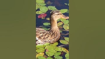 AMAZING MALLARD DUCK CLOSE-UP! #youtubeshorts #summer #lake #mallard #duck #swimming #shorts