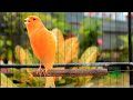 Spectacular Canary Song for 10 Minute Warm Up HD Canary Warm Up 267 mp3