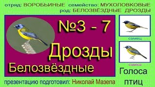 Дрозды мухоловковые белозвездные. Голоса птиц