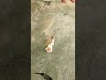 #funny #pets #catcomedy #catvideos #cute #phonkagressive #hiphopbeats #barbie #phonkbeats
