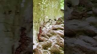 The Beech Trees that inspired J.R.R Tolkien  🏴󠁧󠁢󠁥󠁮󠁧󠁿