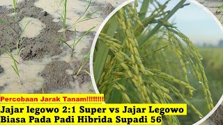 Super Legowo Row Planting Method for Supadi 56 Hybrid Rice Plants
