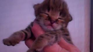 F1 Savannahs 12 days old by TecSpot 144 views 6 years ago 1 minute, 49 seconds