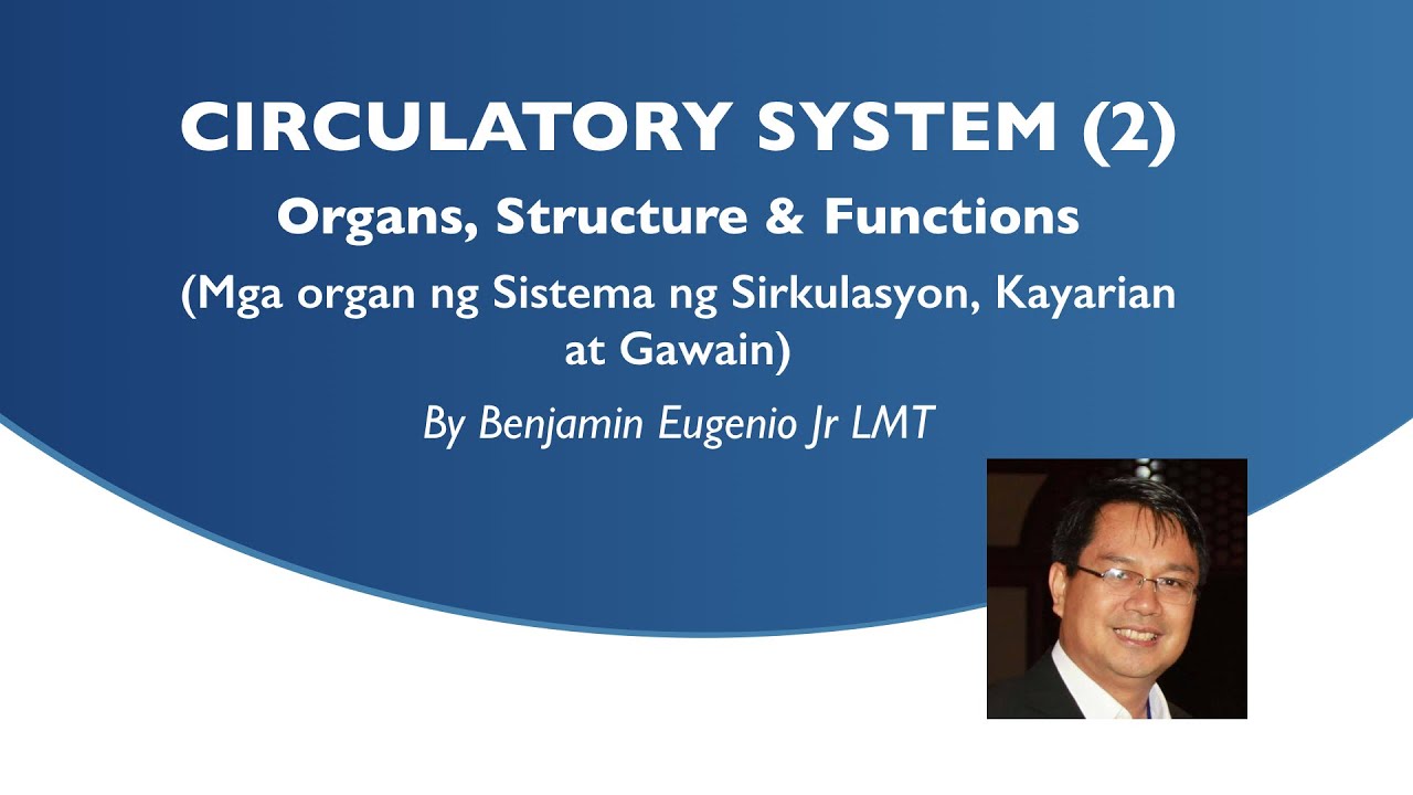 Philippine massage therapist MASSAGE ANATOMY- CIRCULATORY SYSTEM PART2