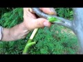 Altoire nuc DEMO 2014 - Walnut grafting