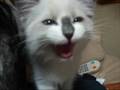 子猫の鳴き声(=^・^=) kitty meow