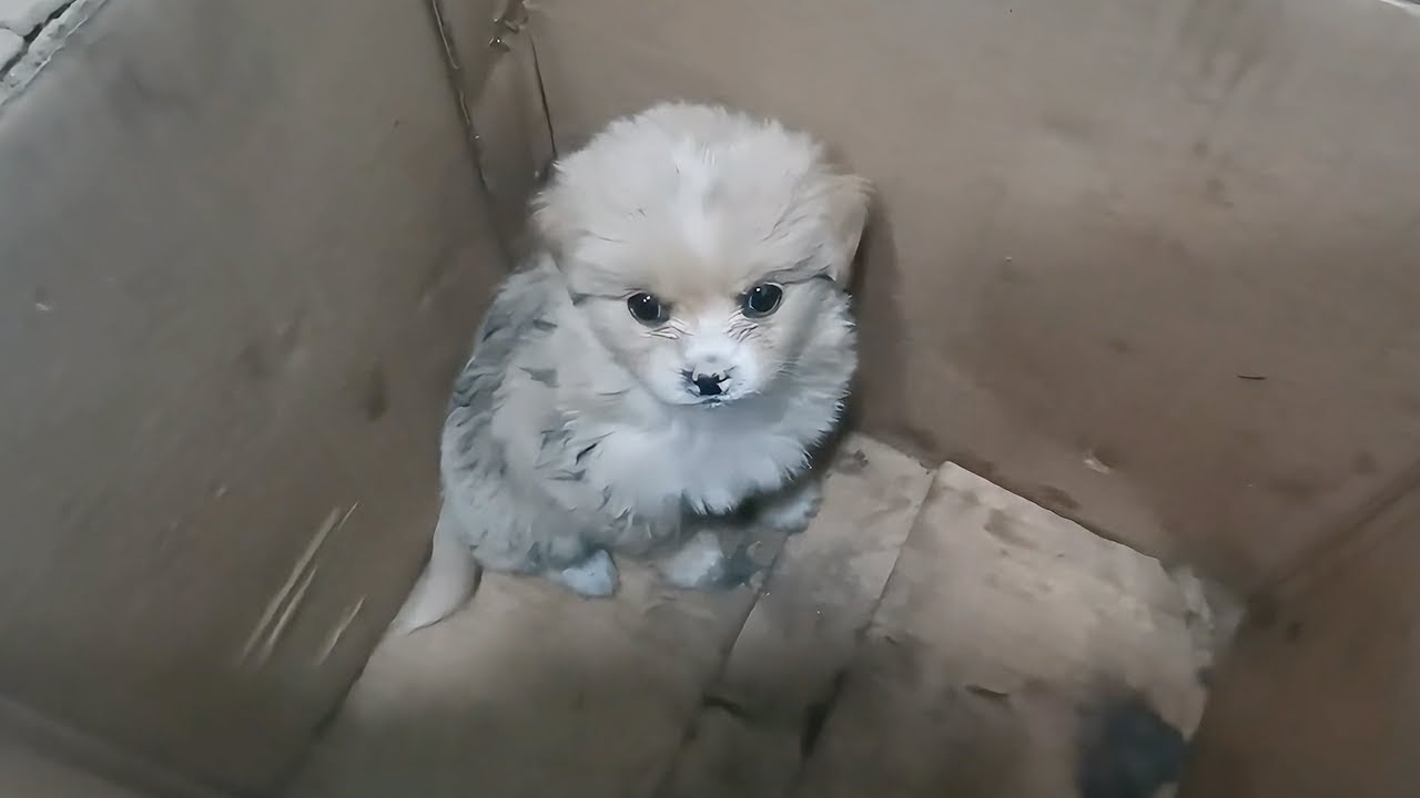 Было выброшено 4 маленьких щенка, остался только самый грязный, но он самый послушный