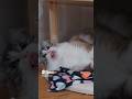 Funny cat doesn&#39;t like the taste!