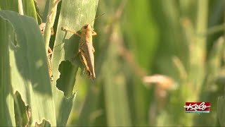 Grhoppers Take Over Corn Field Near Menno