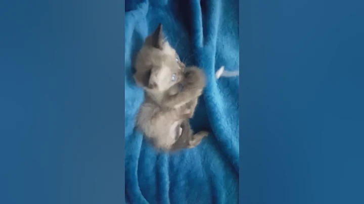 Video 5943801: eyes siamese kitten, siamese kittens love, blue eyed siamese
