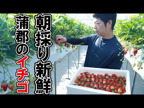 【朝採り新鮮イチゴ】蒲郡市でイチゴ「章姫」と「ゆめのか」が出荷最盛期