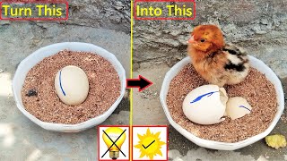 Hatch Chicken Eggs At home Without Egg Incubator | Egg Hatching In sunlight Without EGG INCUBATOR