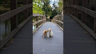 Download Lagu Cute Little Puppies Funny Video #puppy #cute #pets #funny #dog #viral #shorts MP3 Download Lagu Cute Little Puppies Funny Video #puppy #cute #pets #funny #dog #viral #shorts MP3