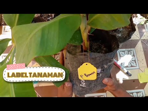 Video: Cara Menamakan Tanaman