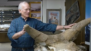 10,000+ Dinosaurs Buried in Wyoming During Noah