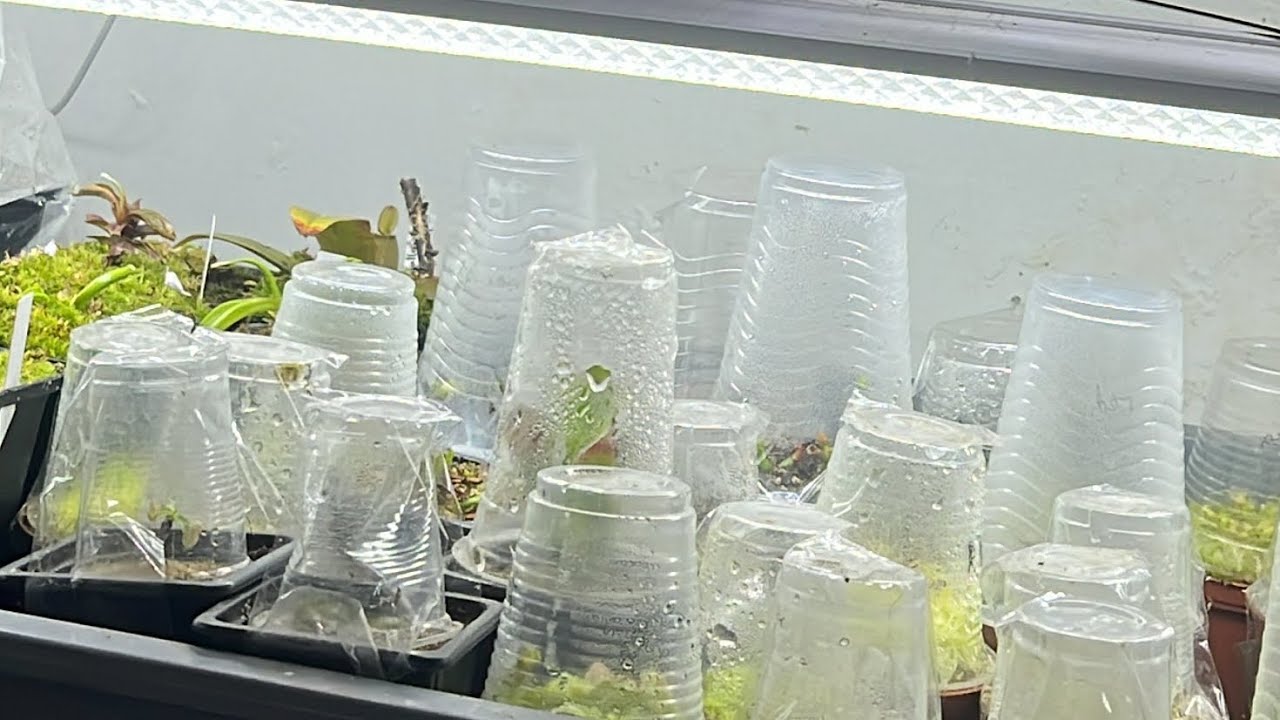 Dudas y consultas sobre iluminación para las plantas carnivoras 🪴