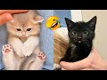 FUNNY CAT VIDEOS 2023😸 - 😂Funniest Cats 2023 #65