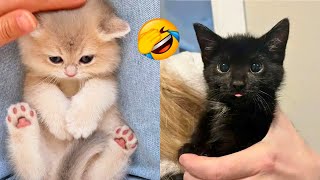 FUNNY CAT VIDEOS 2023😸 - 😂Funniest Cats 2023 #65 by Funny Cats Hub 10,823 views 11 months ago 55 minutes