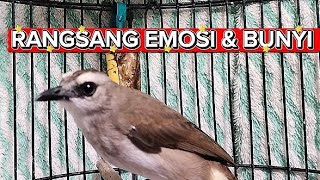 SUARA TRE TEK KASAR TRUCUKAN ‼️ UNTUK PANCINGAN BAHAN AGAR CEPAT BUNYI 