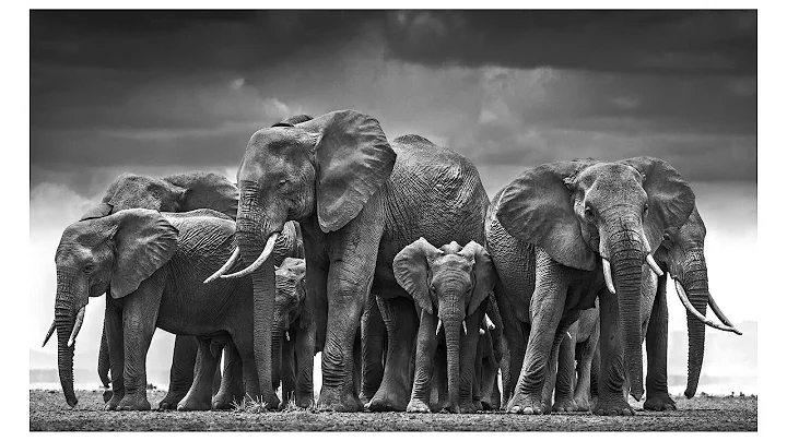 David Yarrow Reveals his Photography Secrets - You...