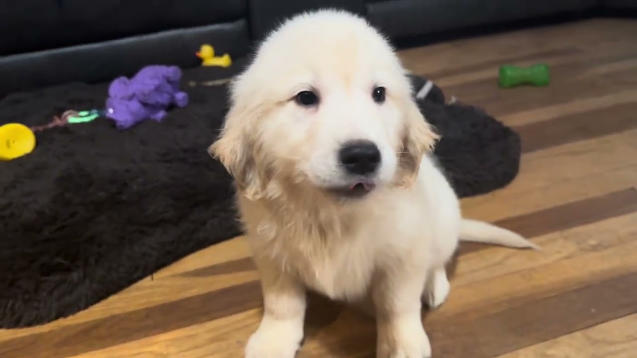 Skelle Isla Orange Boy Friday! 