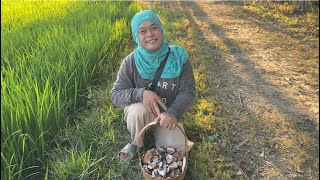 I found a basket full of rice paddies just from one harvest! I never thought I'd get this much. I...