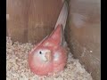 Preparing for Bourke Parakeets&#39; 2nd Clutches -- Cleaning Nest Boxes