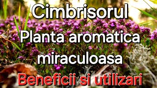 Cimbrisorul- Planta aromatica miraculoasa / Beneficiile și utilizările lui