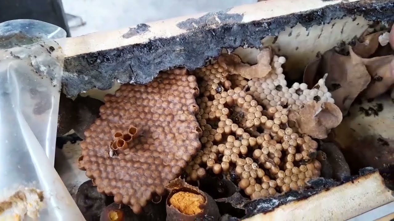 Como Fazer a Divisão da Abelha Jandaíra Passo a Passo — Manejo Sustentável e Produtivo